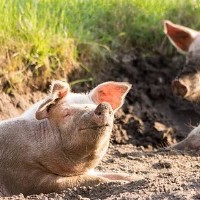 农业农村部：猪肉供应阶段性过剩，3、4月，猪价或跌至每斤6元谷底