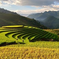 人民时评：“数字乡村”推动农业农村现代化