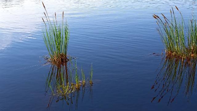 草海水生植被逐步恢复