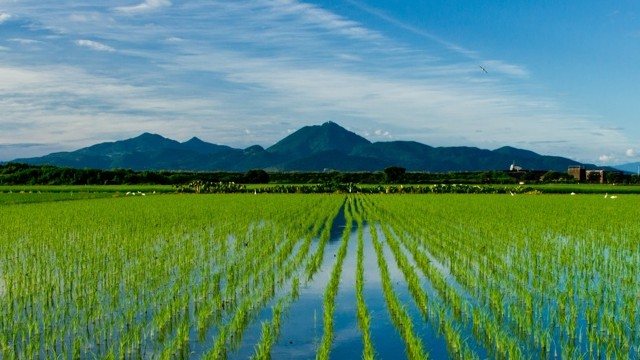 全国春播粮食面积已达1亿亩 智能育苗提高生产